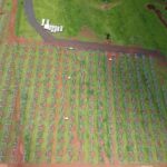 UFV Granja Marileusa (4)